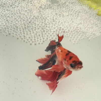 Candy STLT Betta Fish profile picture