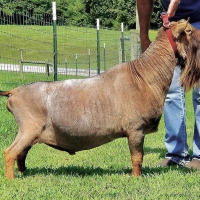 SG Old Mountain Farm Keidan Quinn ++*B profile picture