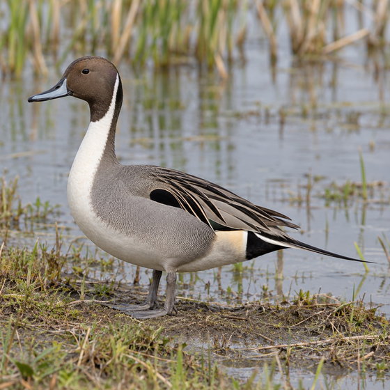 northern pintail
