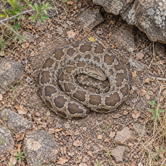Indian rock python
