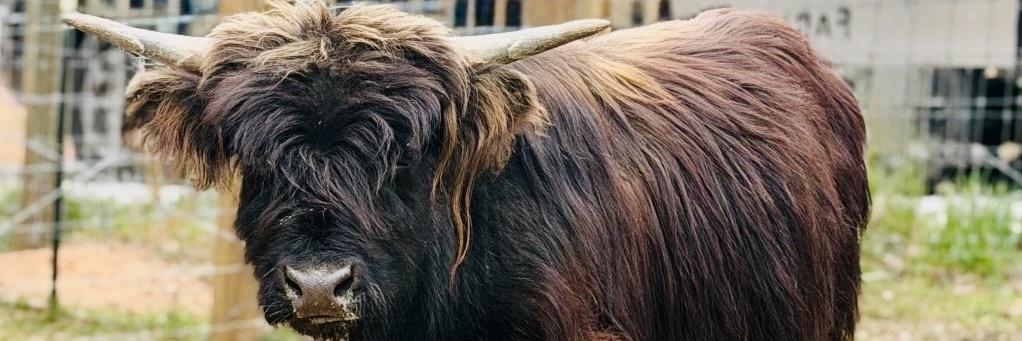 Wigs profile cover image