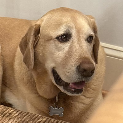 Whipper profile picture