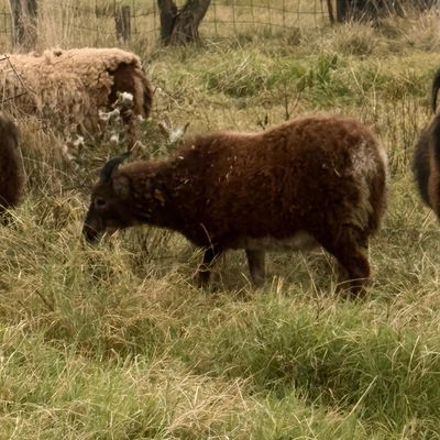 03 Ewe profile picture