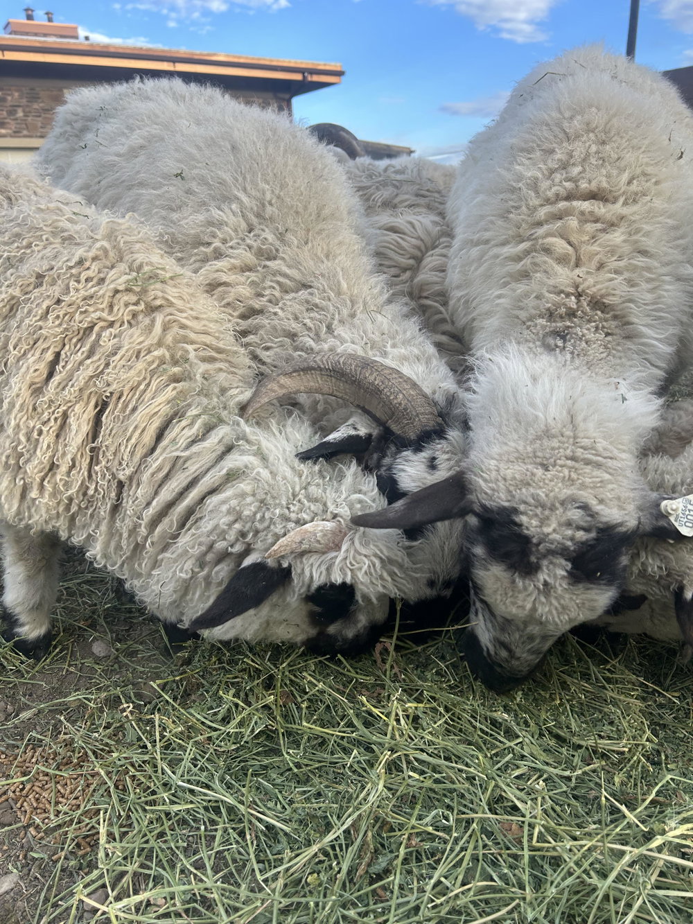 Valais starter herd, photo 9