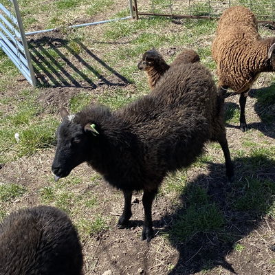 Spotify profile picture