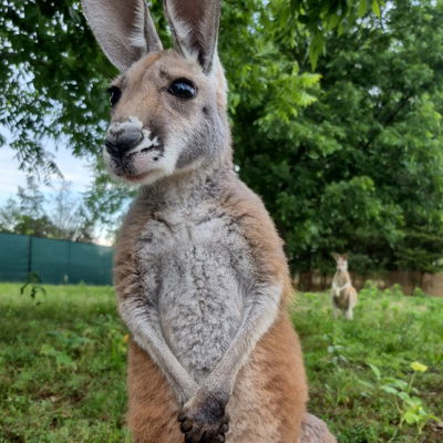 Cherry profile picture