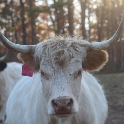 Lady May profile picture