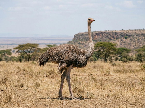 ostrich