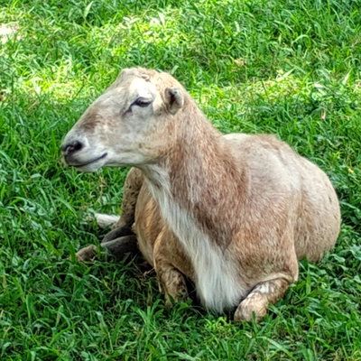 CJ (clover jr) profile picture