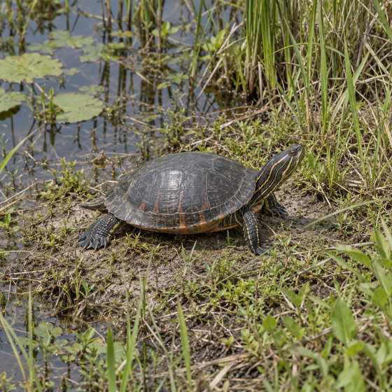 Florida redbelly turtle