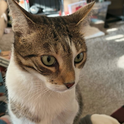 Miss Kitty profile picture