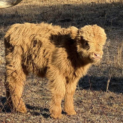 Ginger profile picture