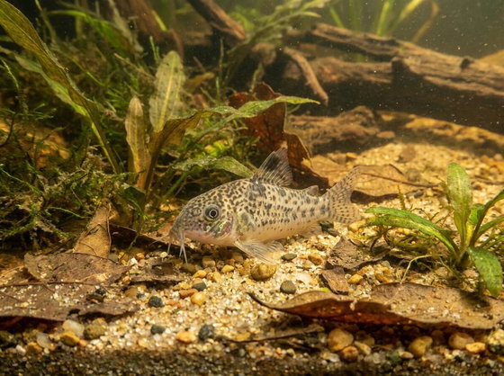 peppered corydoras