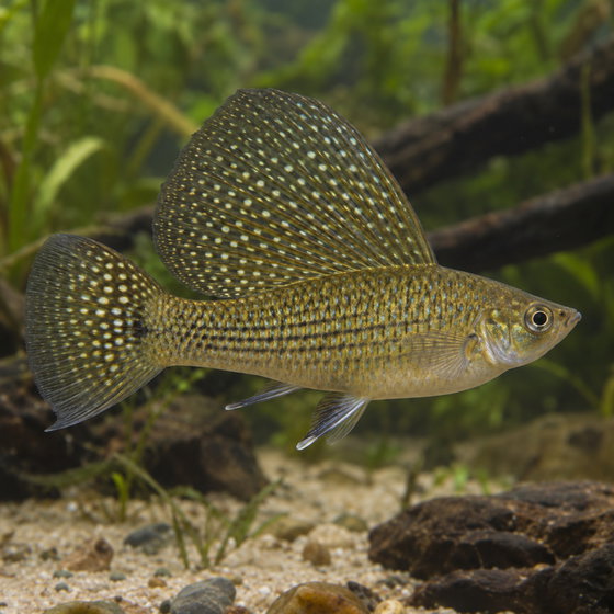 giant sailfin molly