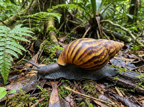 tiger land snail