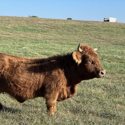 CCR Gizmo profile picture