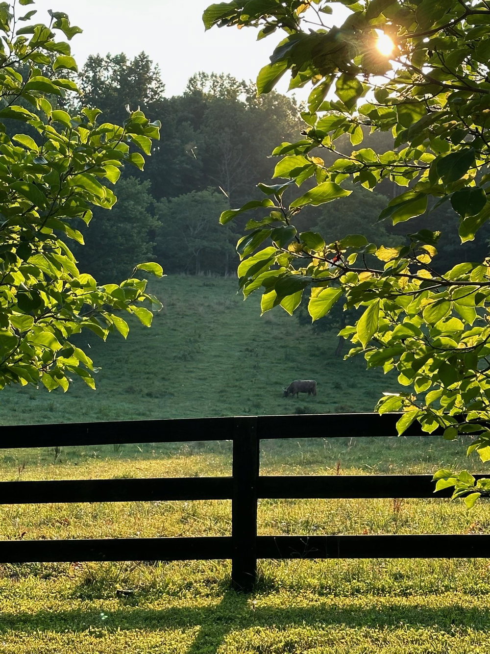 Virginia Pasture Donkey Boarding, photo 8