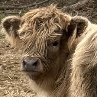 Jeffrey Brown profile picture