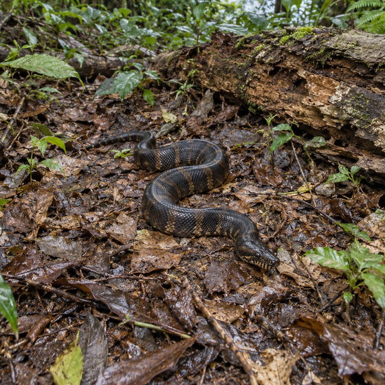 Bismarck ringed python
