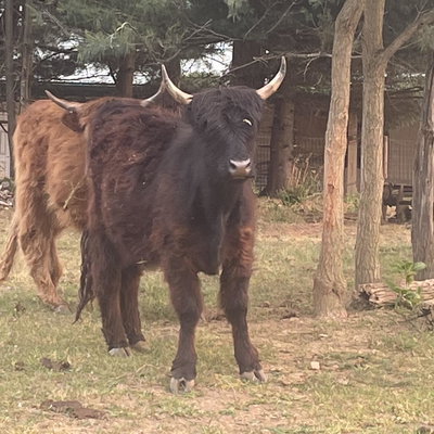 HHF Skye profile picture