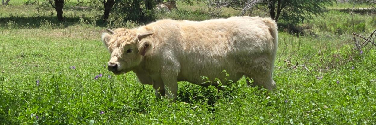 Sunkissed Meadows profile cover image