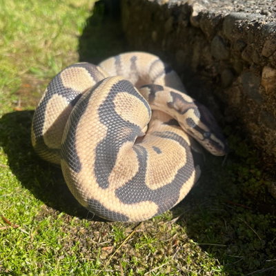 Isadora profile picture