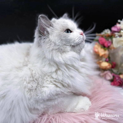 Wiseacres Ragdolls profile picture