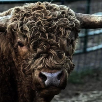 Tank profile picture