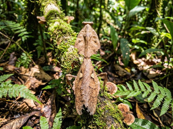 giant dead leaf mantis