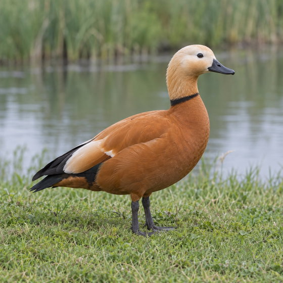 ruddy shelduck