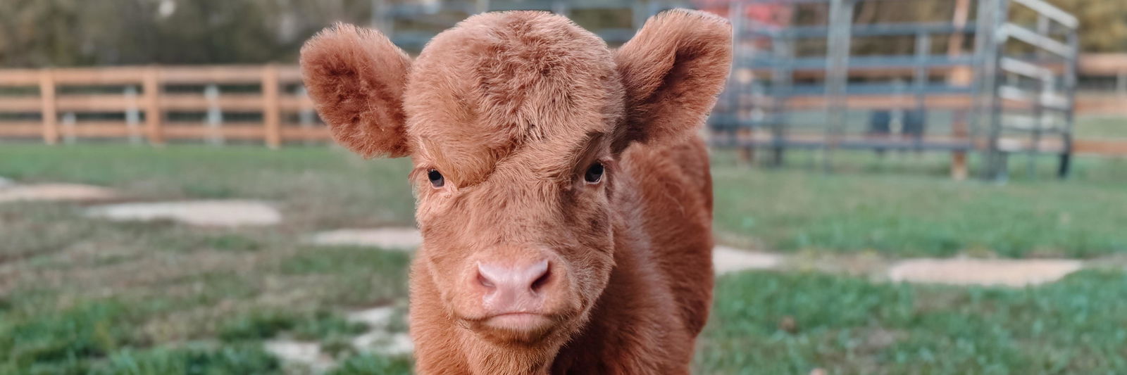 Cale Beck profile cover image