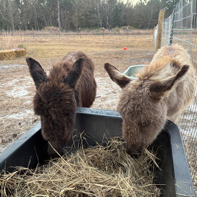 Forsyth Farms profile picture