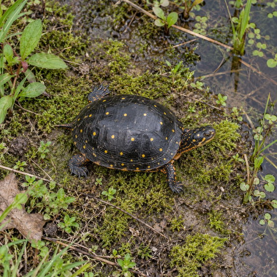 spotted turtle
