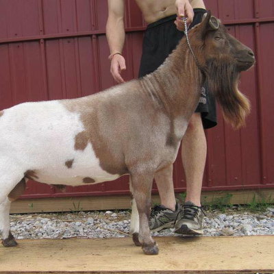 GCH Wood Bridge Farm Undeniable ++*B profile picture