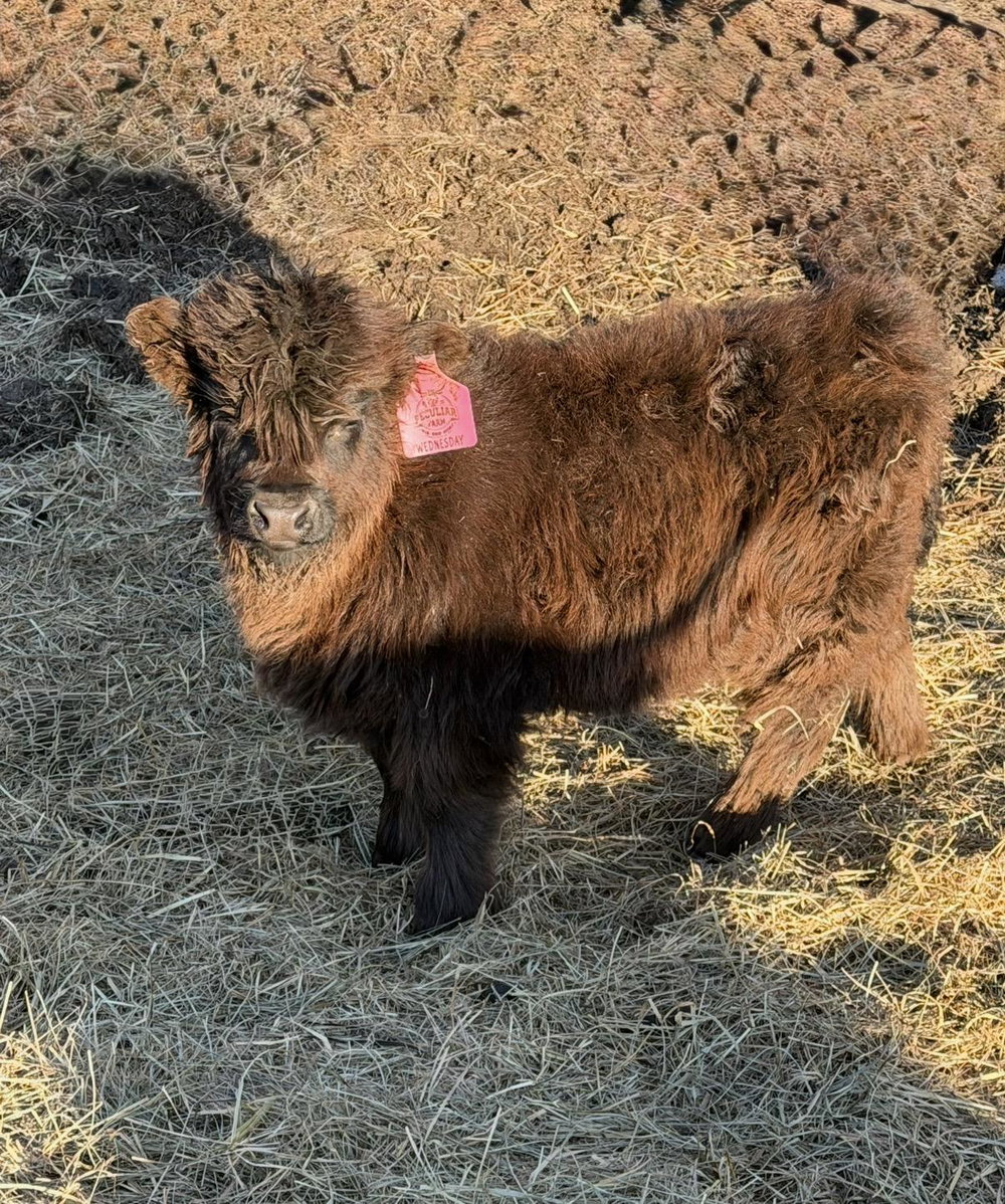 A Peculiar Farm Wednesday, photo 2