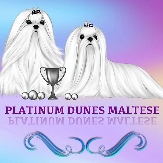 Platinum Dunes Maltese Kennel profile picture