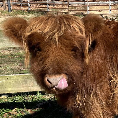 GCR Josephina’s Valley Rose profile picture