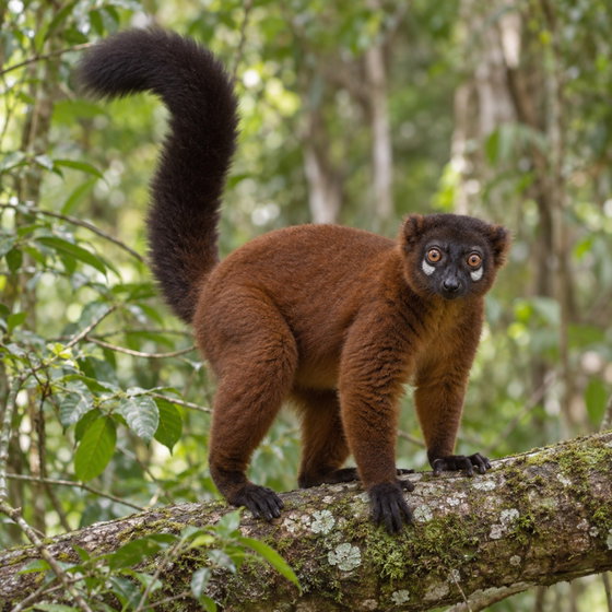 red-bellied lemur