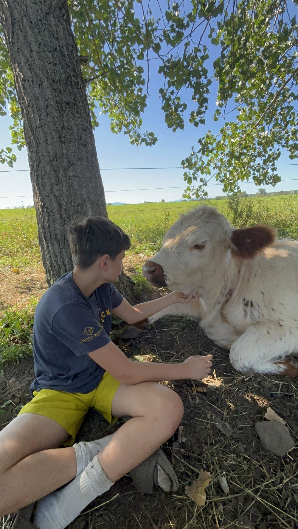Cow Cuddle Day, photo 3