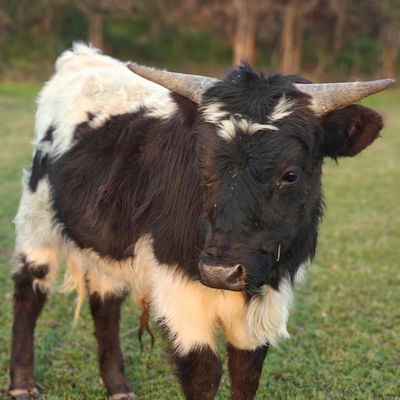 Louie profile picture