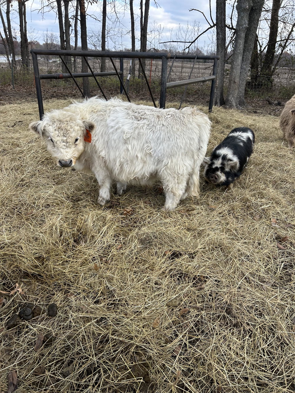 A Peculiar Farm Roly Poly, photo 3