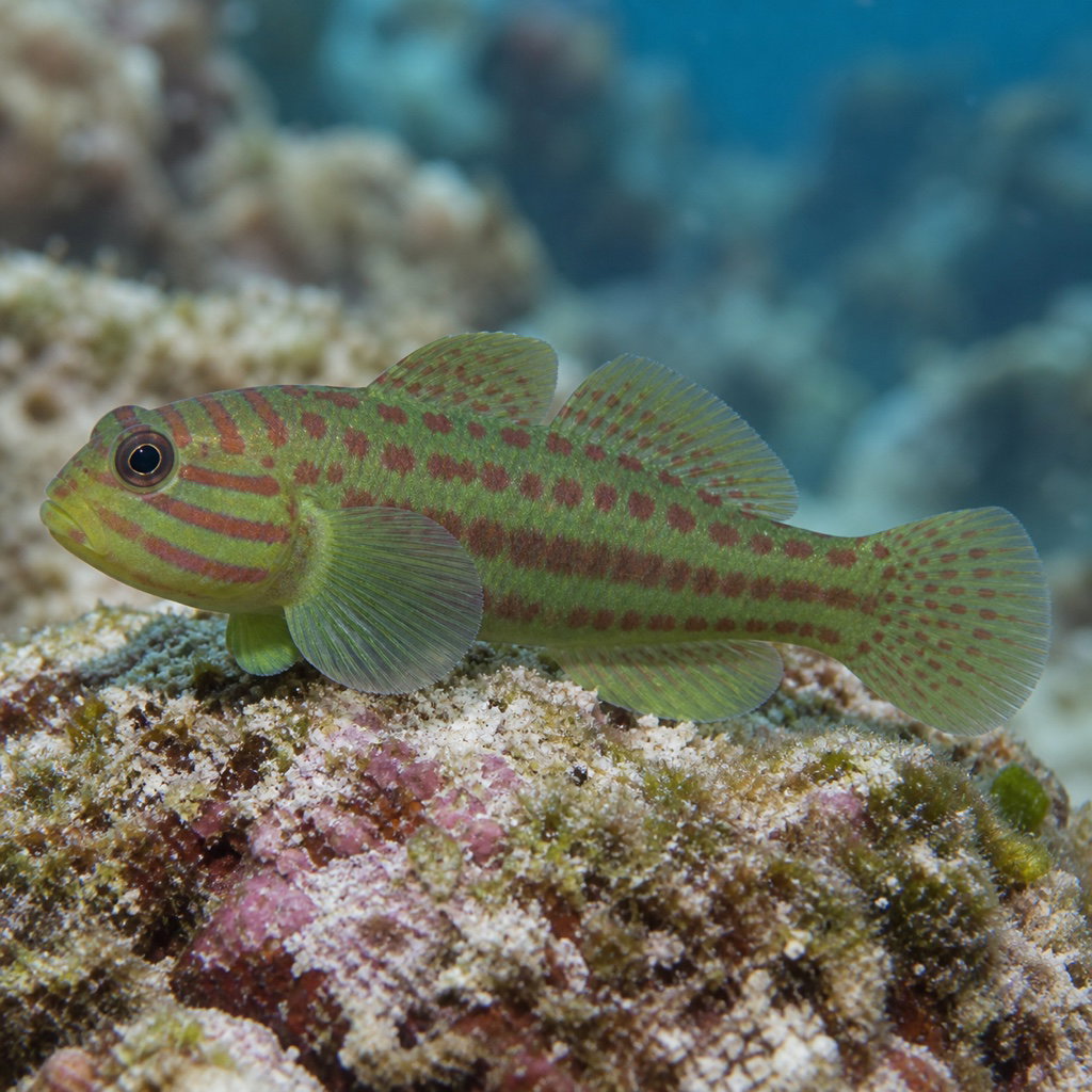 broad-barred goby