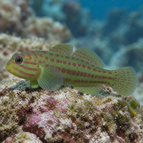 broad-barred goby