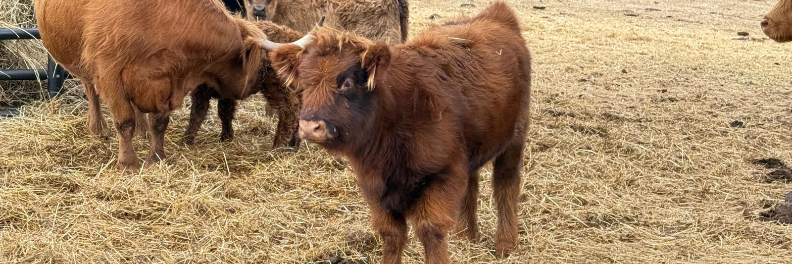 HHF Ember profile cover image