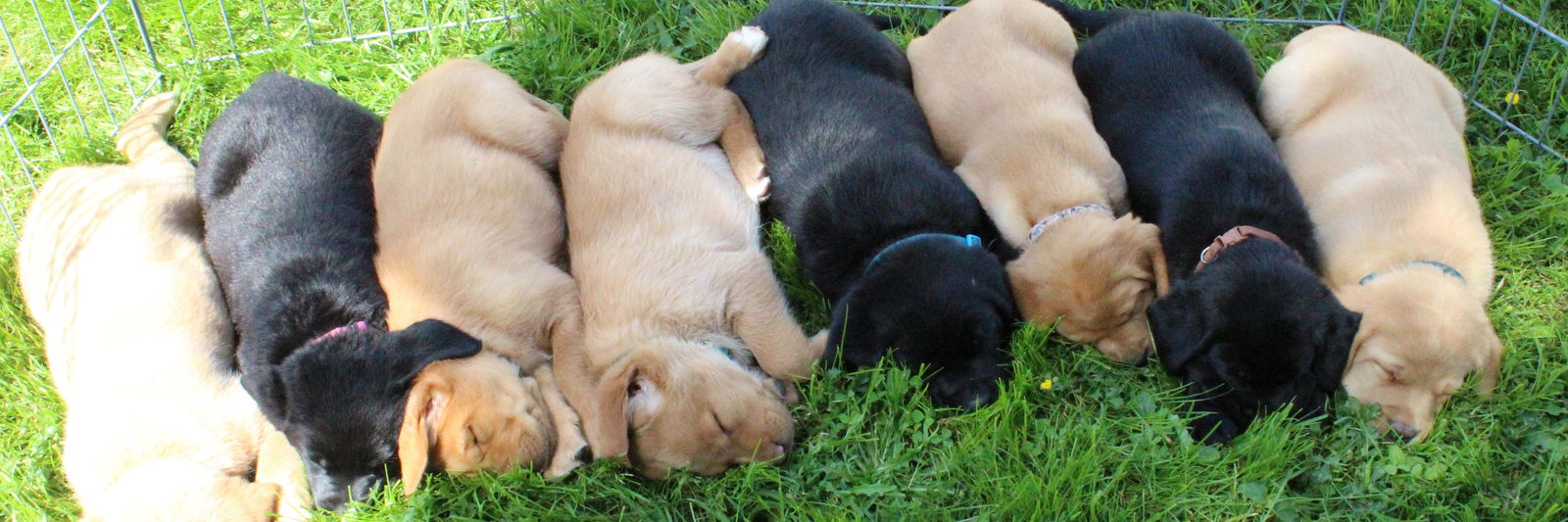 Sweet Valley Acre's Labradors profile cover image