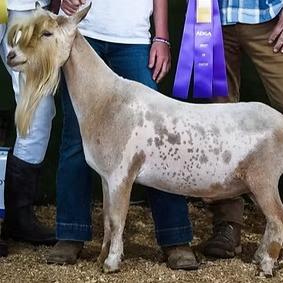 CH Agape Valley Peach Cobbler (GVG) 84 profile picture