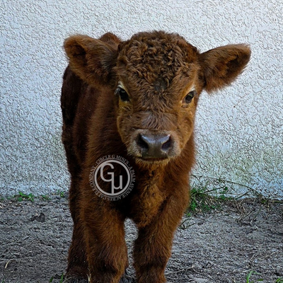 CLG Gaspard profile picture