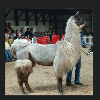 SRLL Estelle profile picture