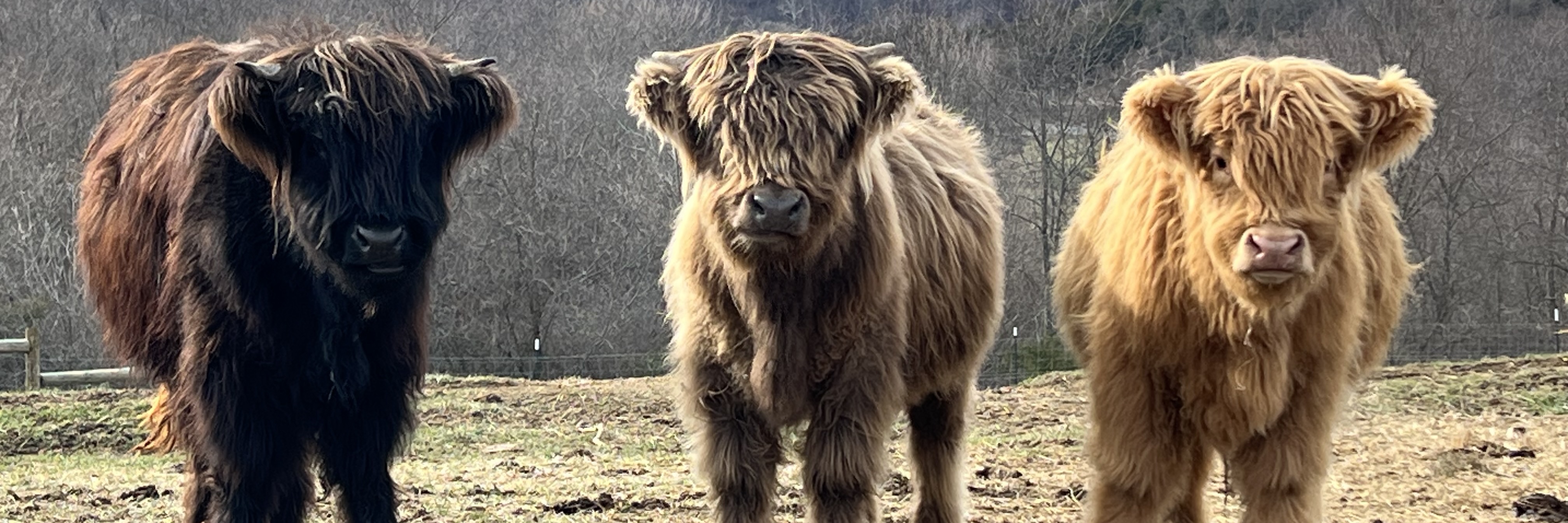 Kizmet Farm profile cover image