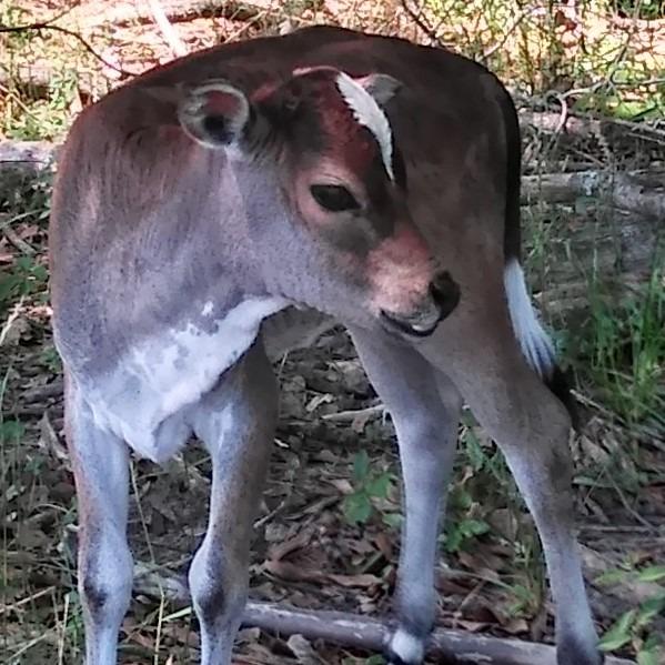 Bongo